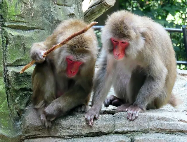 釣りをするサル